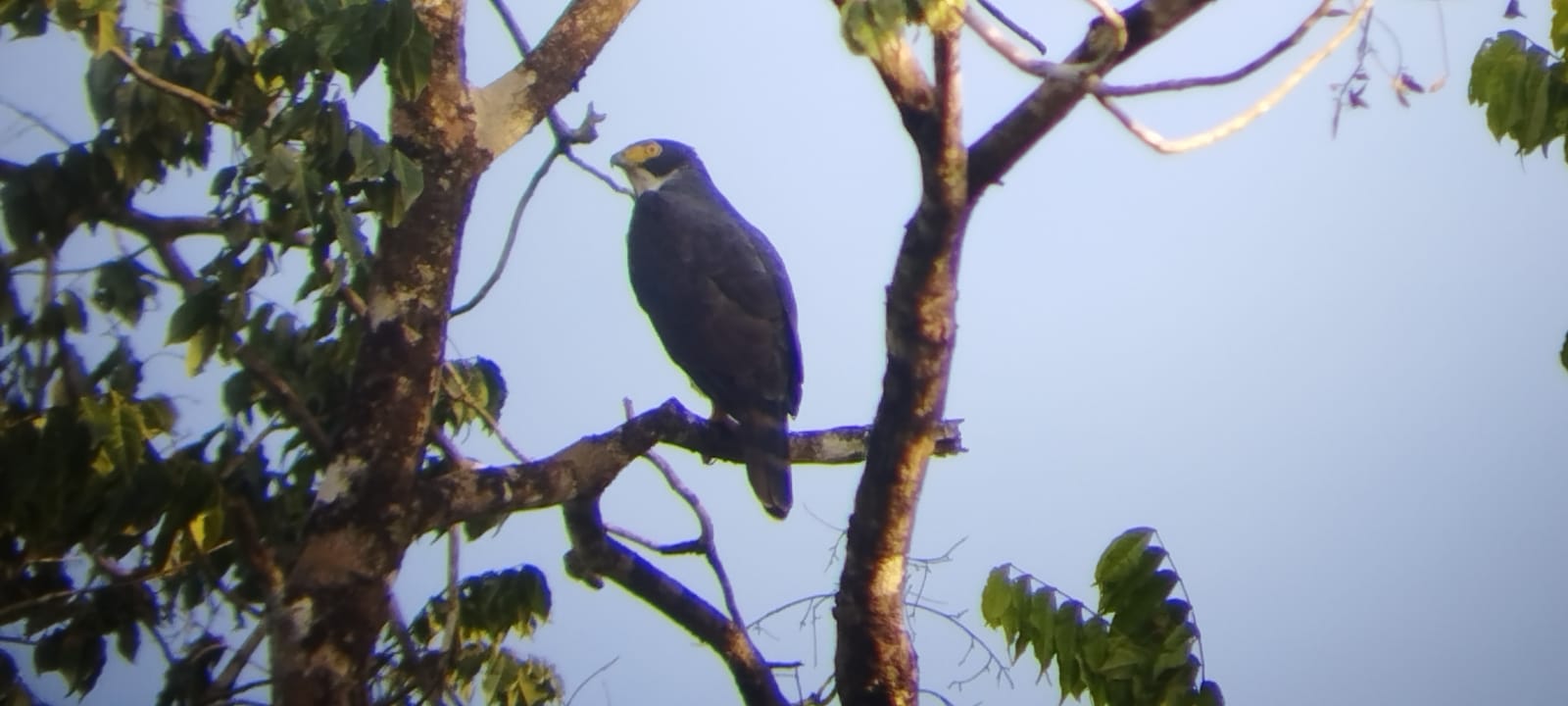 Accipiter poliogaster, Gray-bellied Hawk,  door Fred Pansa,, ecotours