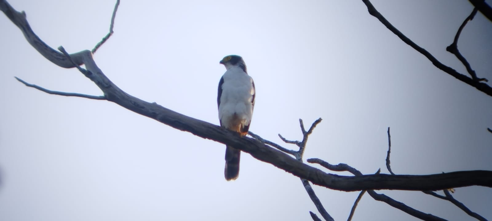Accipiter poliogaster, Gray-bellied Hawk,  door Fred Pansa,, ecotours