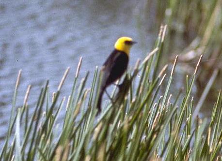 Chrysomus icterocephalus, Yellow-hooded Blackbird, Ger