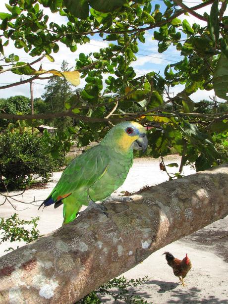 Amazona amazonica, Orange-winged Parrot, Kule kule, Kulekule, Koelekoele door K.D. Dijkstra