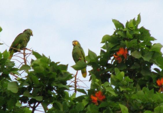Amazona amazonica, Orange-winged Parrot, Kule kule, Kulekule, Koelekoele door Ronald Teulings