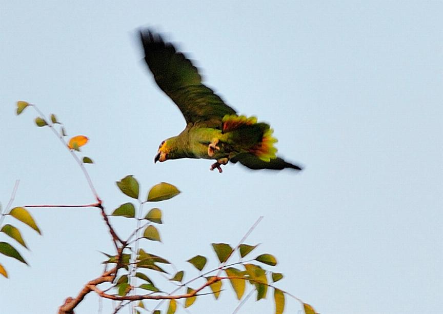 Amazona amazonica, Orange-winged Parrot, Kule kule, Kulekule, Koelekoele door Roy Tjin