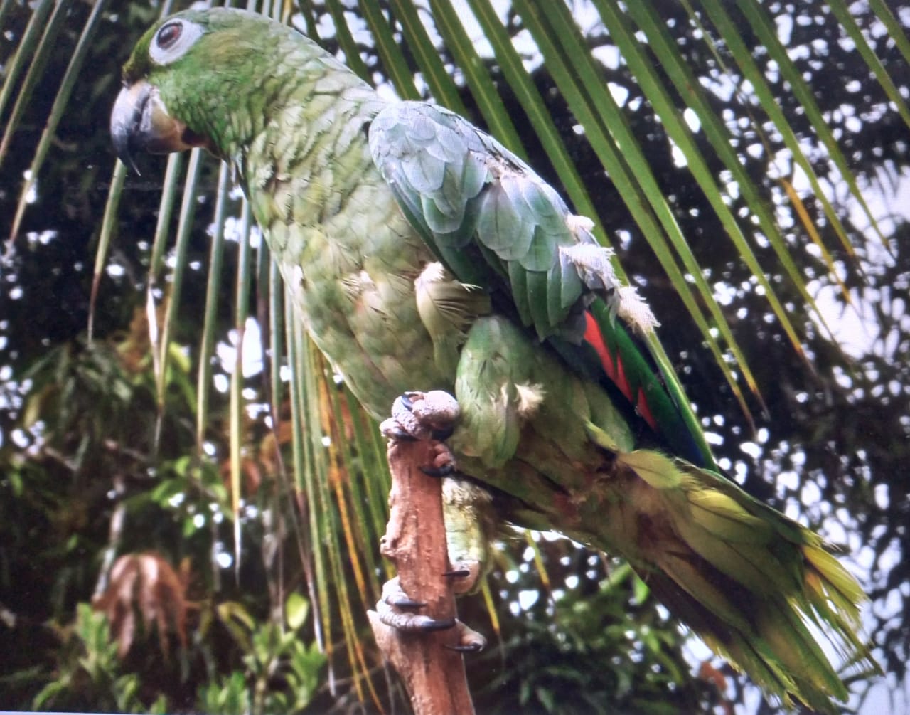 Amazona farinosa, Mealy Parrot, Mazon door Serano Ramcharan
