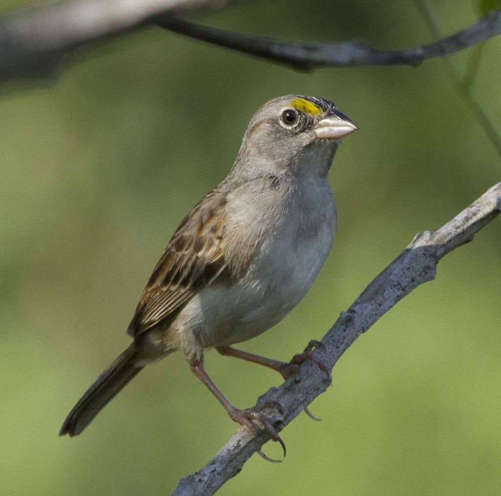 Ammodramus humeralis, Grassland Sparrow,  door Michel Giraud-Audine