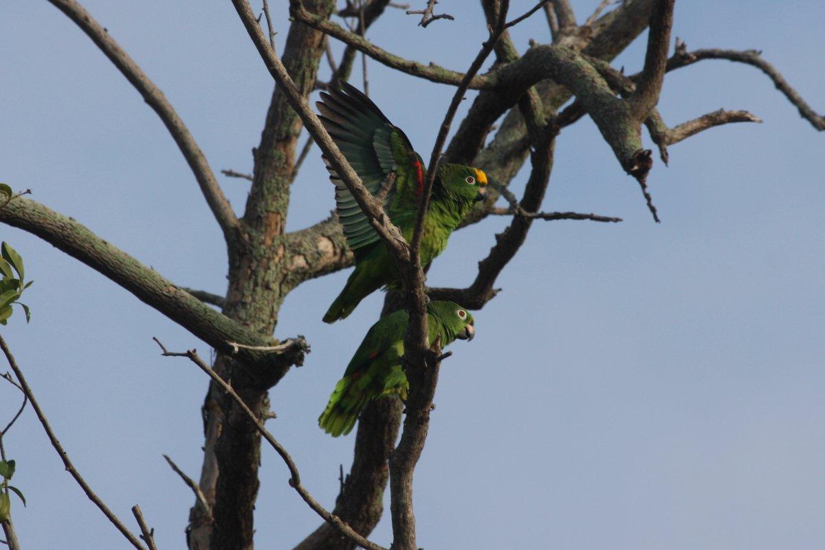 Amazona ochrocephala, Yellow-crowned Parrot, Geelkop, Mazon door Carl Beel