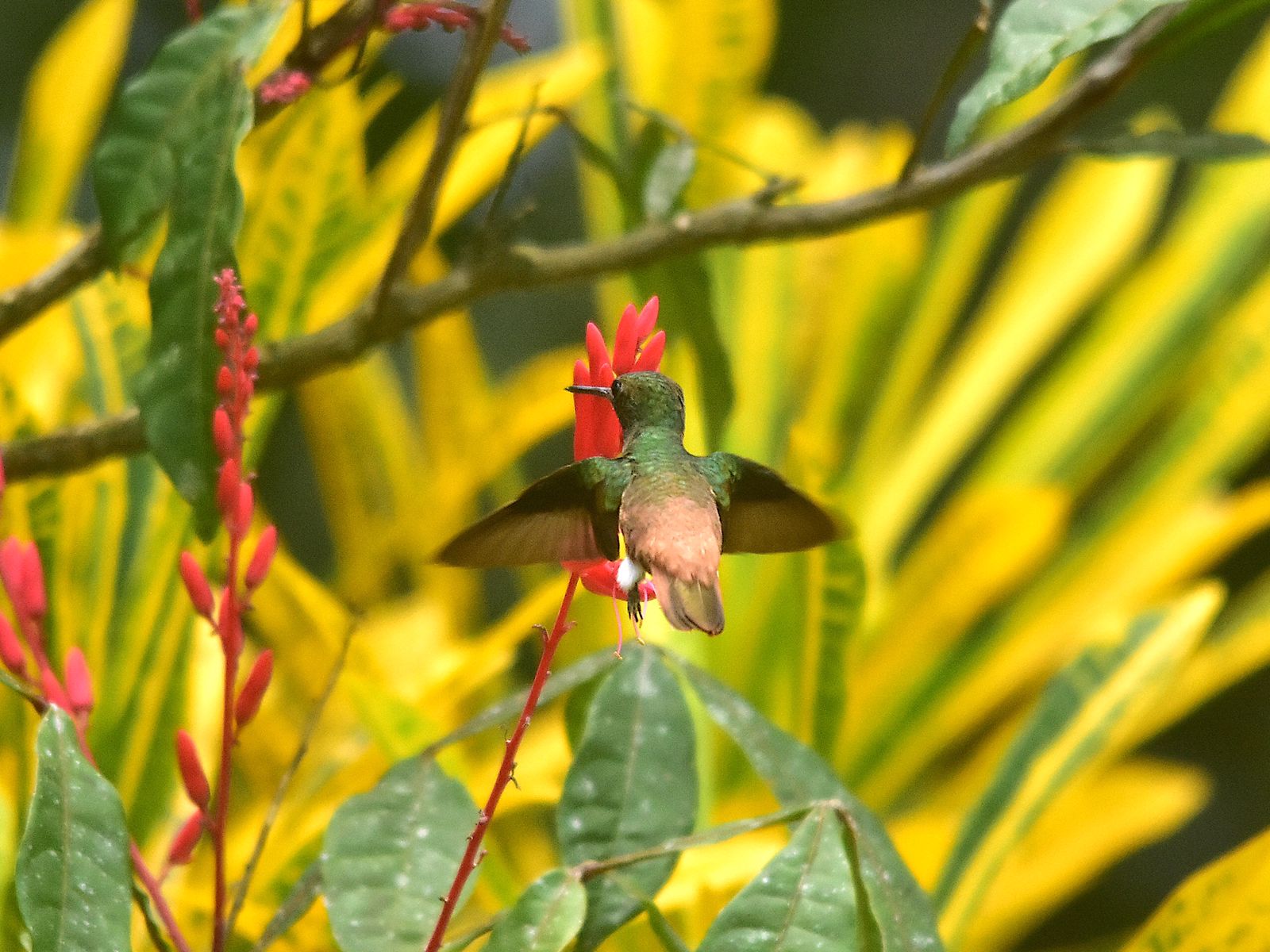 Amazilia viridigaster,  Green-bellied, (Copper-tailed) Hummingbird,  door Armida Madngisa nature guide