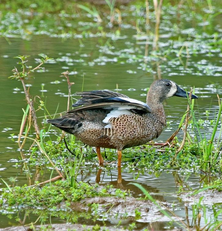 Anas discors, Blue-winged Teal, Blue wing (doksi) door Michel Giraud-Audine