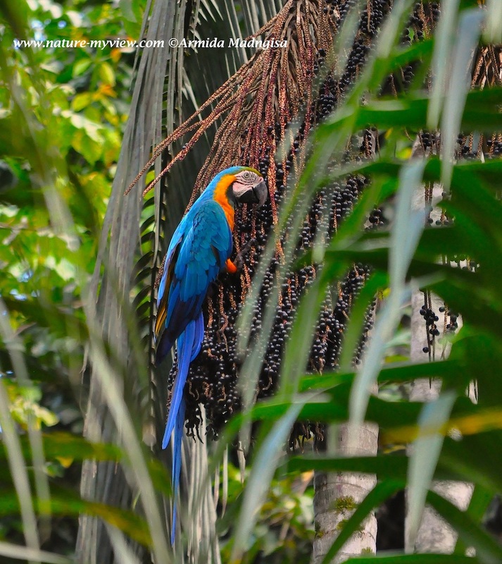 Ara ararauna, Blue-and-yellow Macaw, Tjambaraaf / Blauwgele raaf door Armida Madngisa nature guide