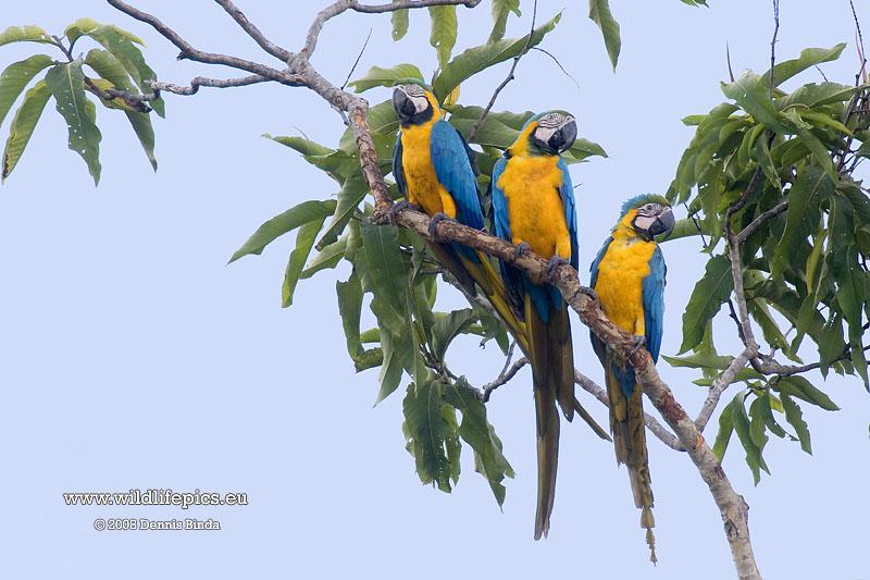 Ara ararauna, Blue-and-yellow Macaw, Tjambaraaf / Blauwgele raaf door Dennis Binda