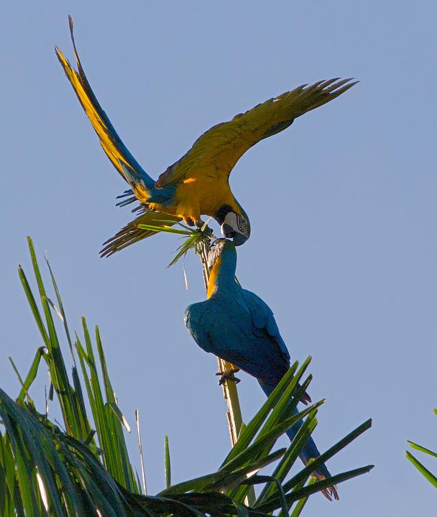 Ara ararauna, Blue-and-yellow Macaw, Tjambaraaf / Blauwgele raaf door Louis des Tombe