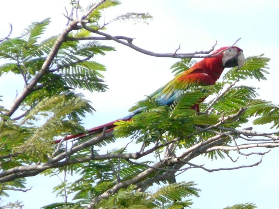 Ara chloropterus, Red-and-green Macaw, Warawrafru / roodgroene raaf door Leo Olmtak