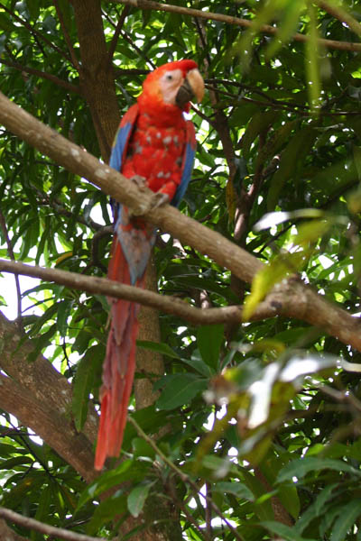Ara chloropterus, Red-and-green Macaw, Warawrafru / roodgroene raaf door Suzette Eeltink