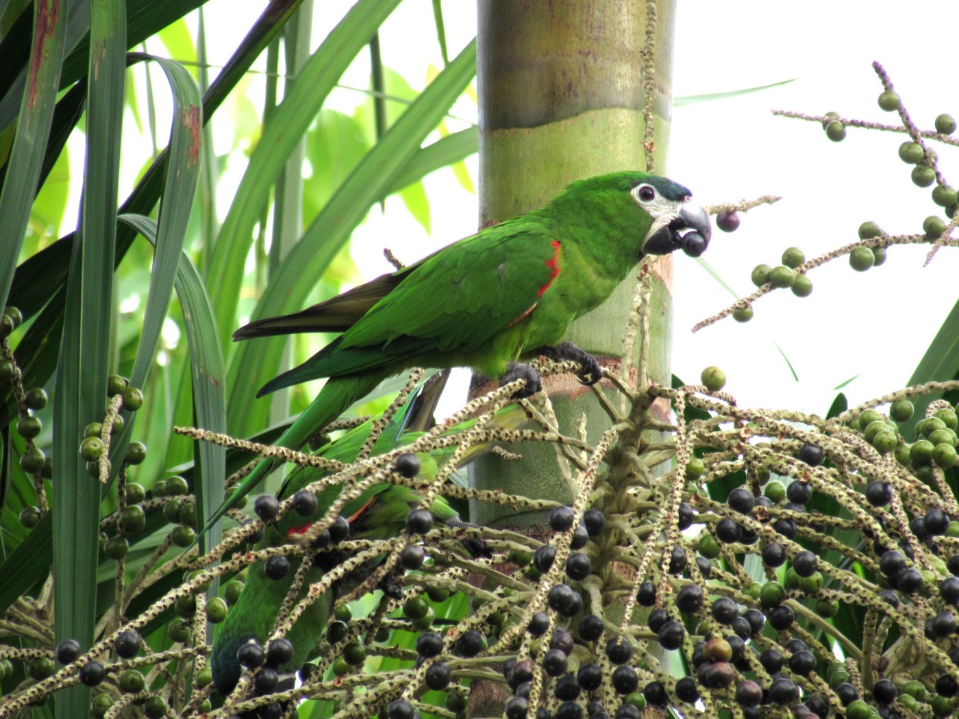 Diopsittaca nobilis, Red-shouldered Macaw, Stonrafru prakiki, Steenraafparkiet door Iling Tjon Pian Gi