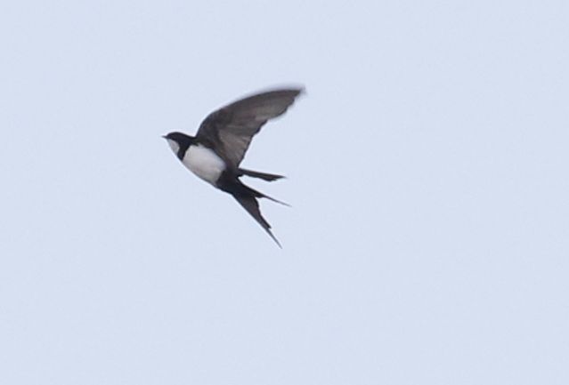 Pygochelidon melanoleuca, Black-collared Swallow, Zwaluw door Klaas de Jong