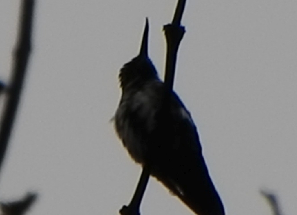 Avocettula recurvirostris, Fiery-tailed Awlbill,  door Sean Dilrosun, birdguide