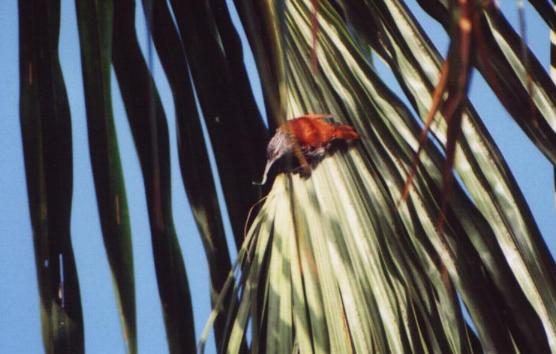 Berlepschia rikeri, Point-tailed Palmcreeper,  door Peter Relson