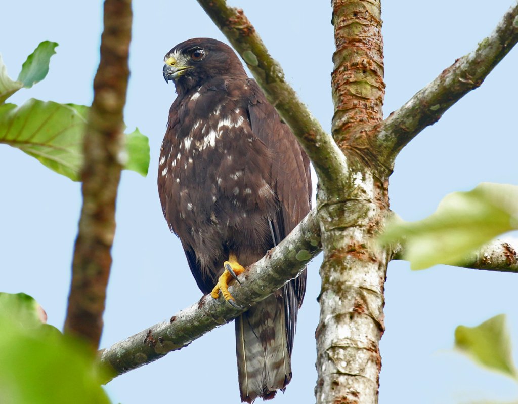 Buteo brachyurus, Short-tailed Hawk,  door Michel Giraud-Audine