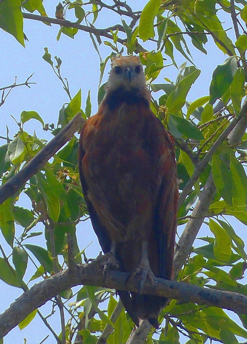 Busarellus nigricollis, Black-collared Hawk, Babun aka door Ton Plug