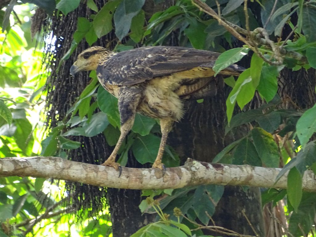 Buteogallus urubitinga, Great Black-Hawk,  door Dominiek Plouvier