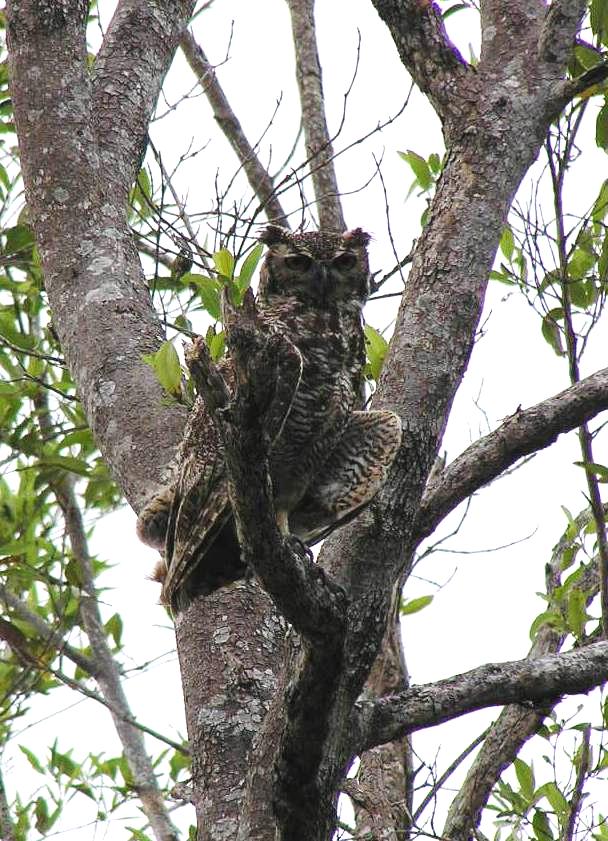 Bubo virginianus, Great Horned Owl, Owrukuku door Han en Cornelie Stolk