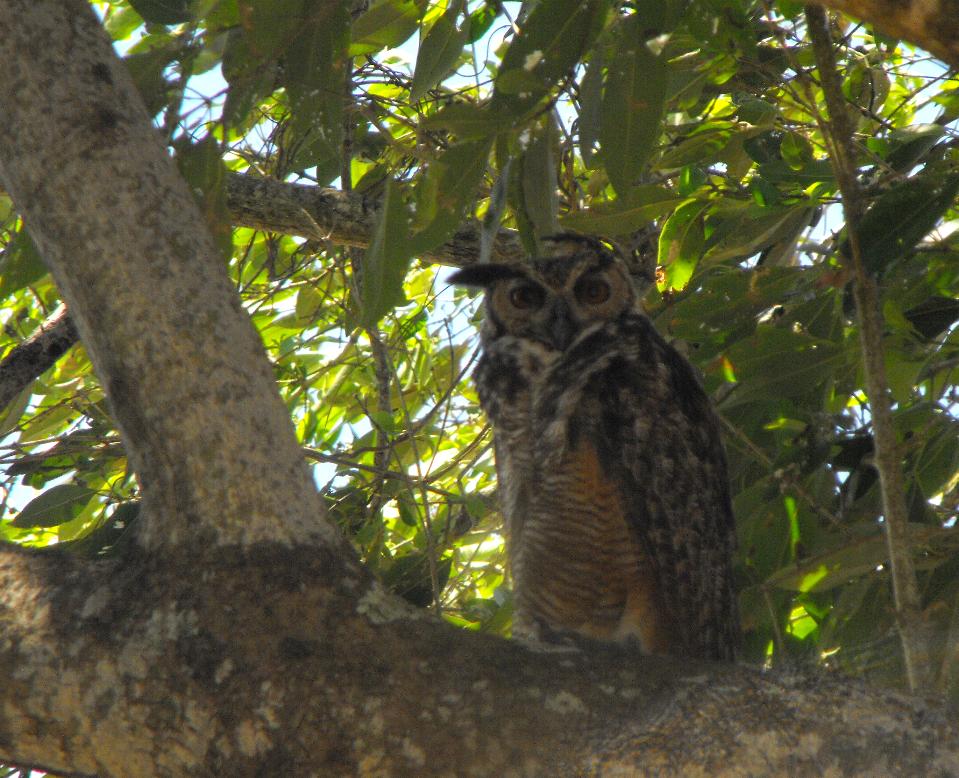 Bubo virginianus, Great Horned Owl, Owrukuku door Serano Ramcharan