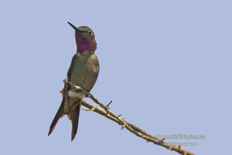 Calliphlox amethystina, Amethyst Woodstar, Korke (as other hummingbirds) door Dennis Binda