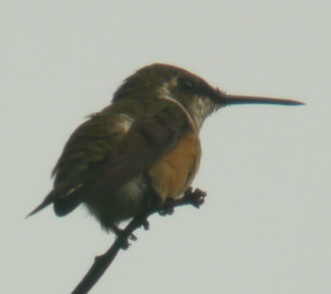 Calliphlox amethystina, Amethyst Woodstar, Korke (as other hummingbirds) door Foek Chin Joe