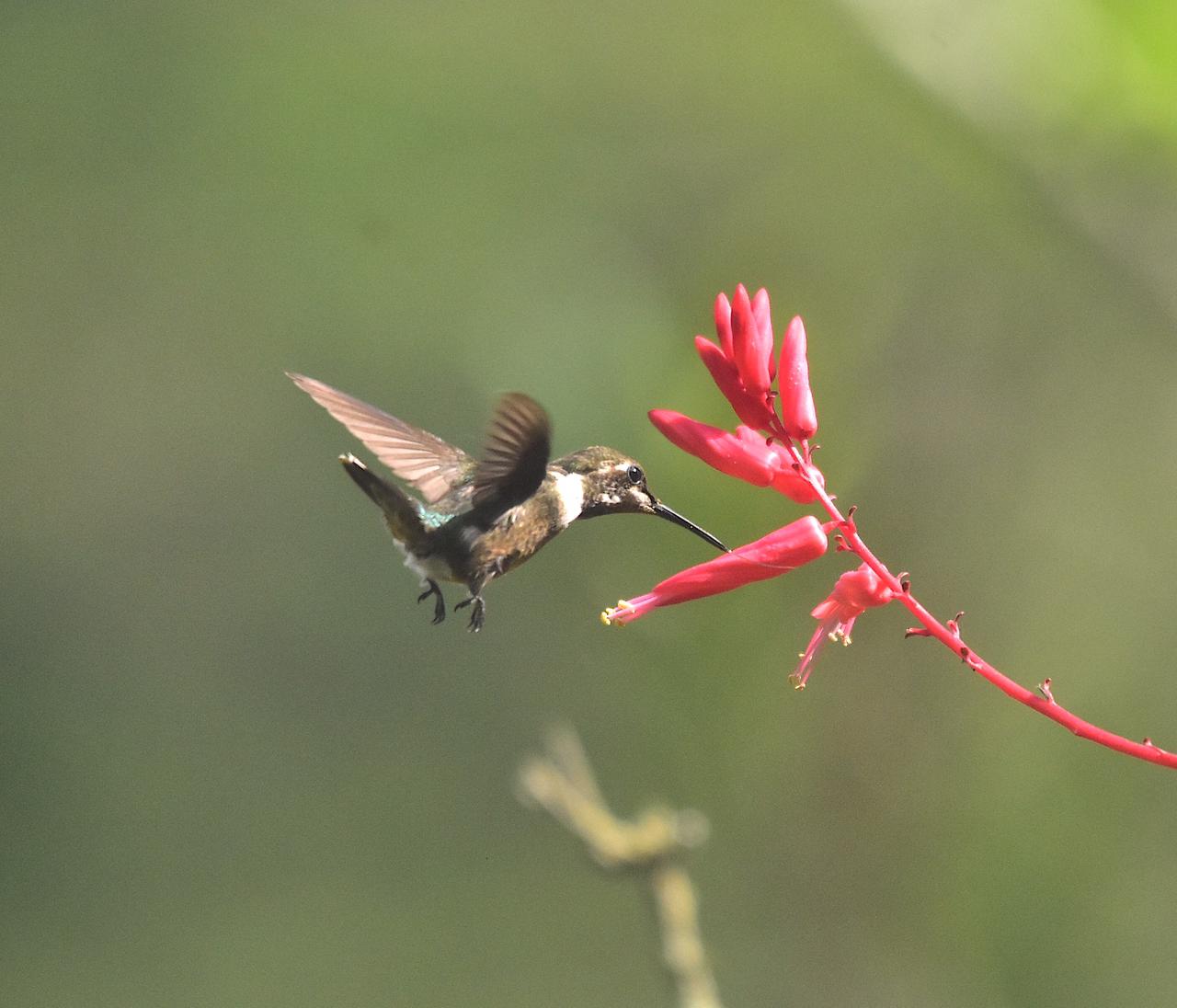 Calliphlox amethystina, Amethyst Woodstar, Korke (as other hummingbirds) door Armida Madngisa nature guide