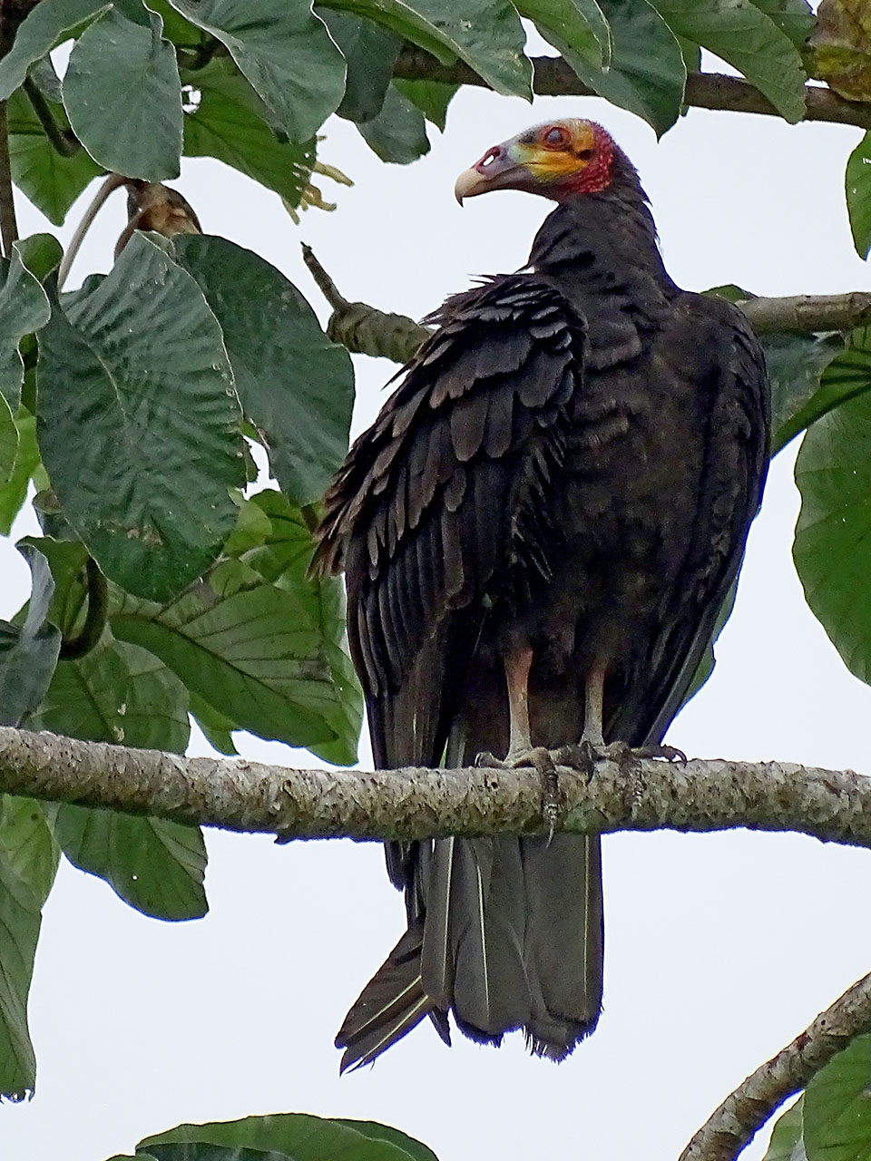 Cathartes melambrotus, Greater Yellow-headed Vulture, Tingifowru door Hans Majong