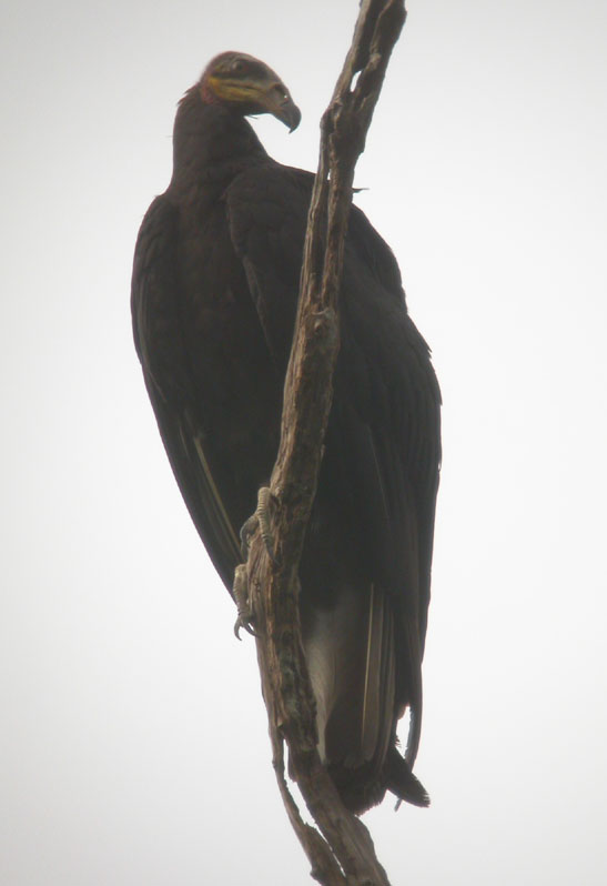 Cathartes melambrotus, Greater Yellow-headed Vulture, Tingifowru door Foek Chin Joe