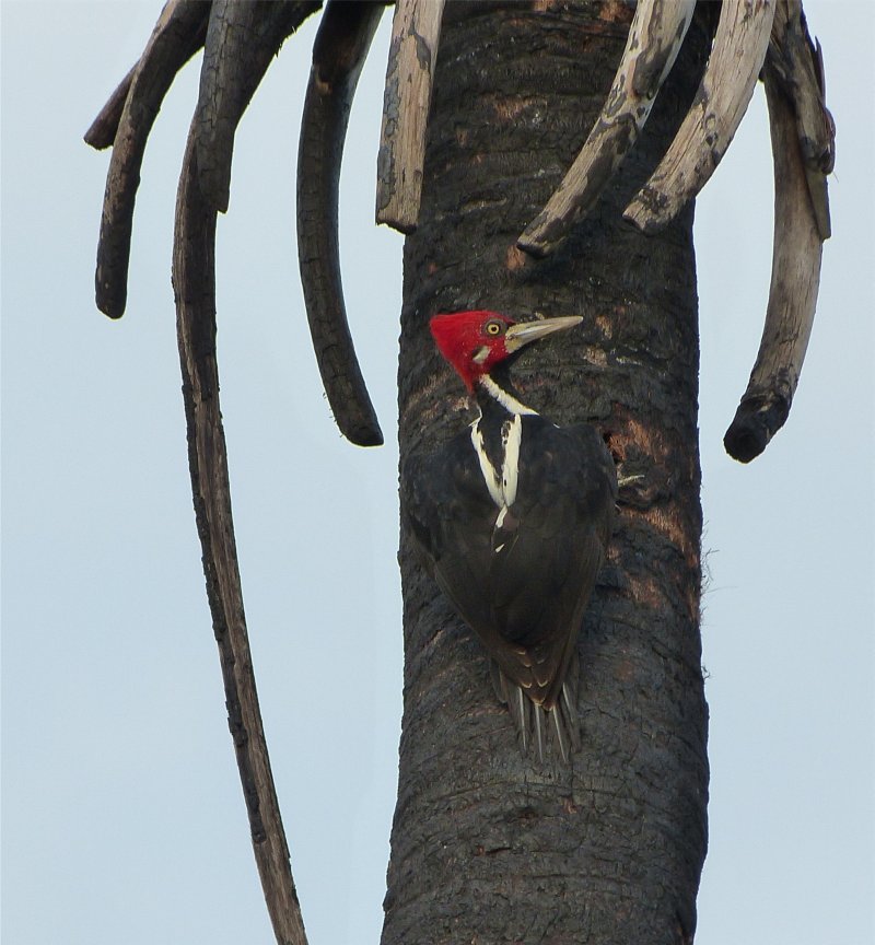Campephilus melanoleucos, Crimson-crested Woodpecker,  door Paul Begheijn