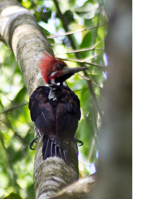 Campephilus melanoleucos, Crimson-crested Woodpecker,  door Francita Rijhiner