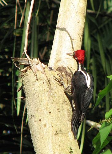 Campephilus melanoleucos, Crimson-crested Woodpecker,  door K.D. Dijkstra