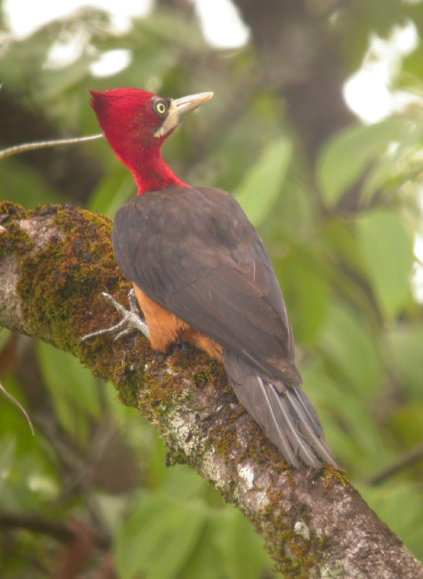 Campephilus rubricollis, Red-necked Woodpecker,  door Foek Chin Joe