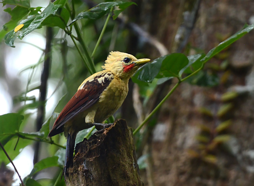 Celeus flavus, Cream-colored Woodpecker,  door Daniel Lopez Velasco