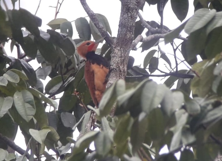 Celeus torquatus, Ringed Woodpecker, Timreman door Fred Pansa,, ecotours