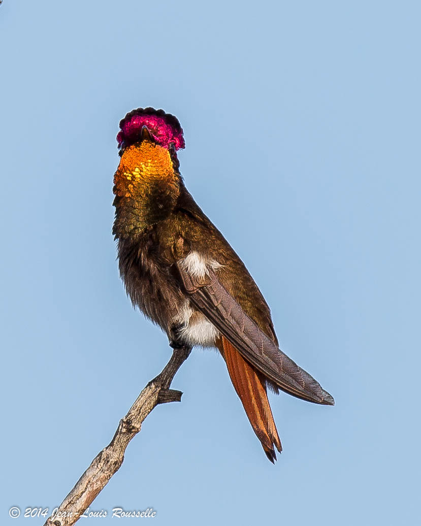 Chrysolampis mosquitus, Ruby-topaz Hummingbird, Korke door Jean-Louis Rousselle
