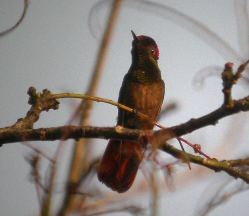 Chrysolampis mosquitus, Ruby-topaz Hummingbird, Korke door Foek Chin Joe