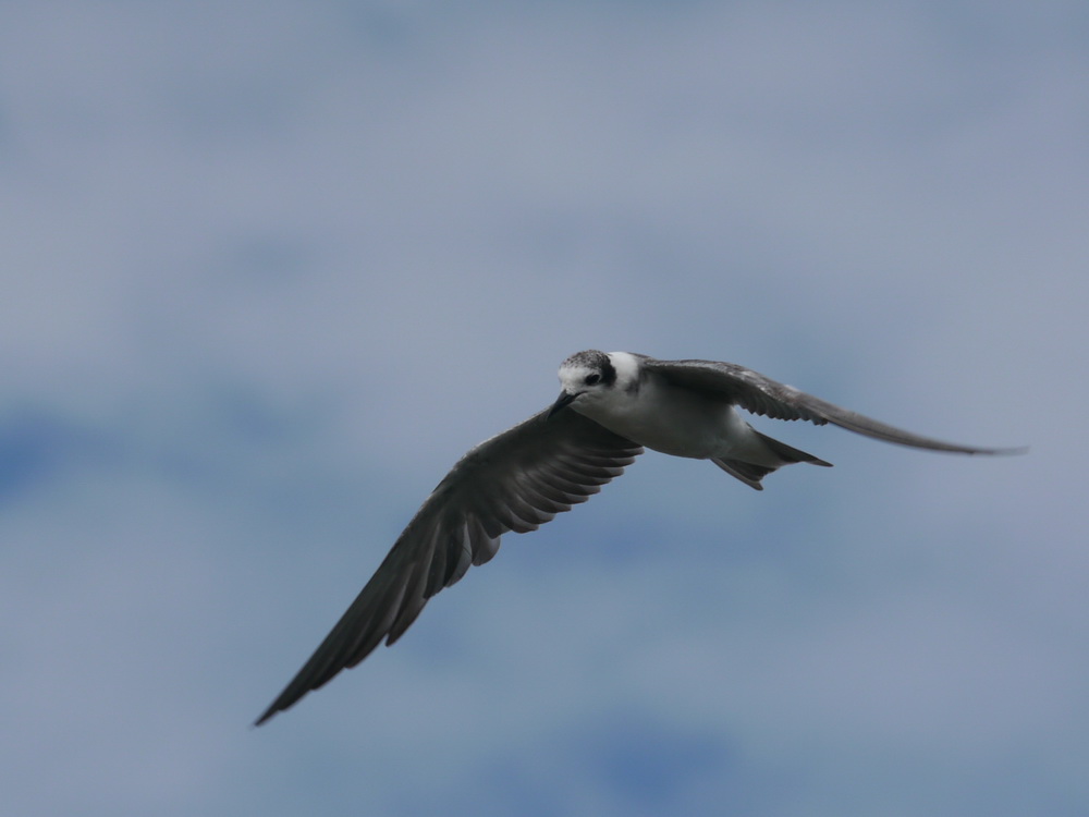 Chlidonias niger, Black Tern,  door Foek Chin Joe