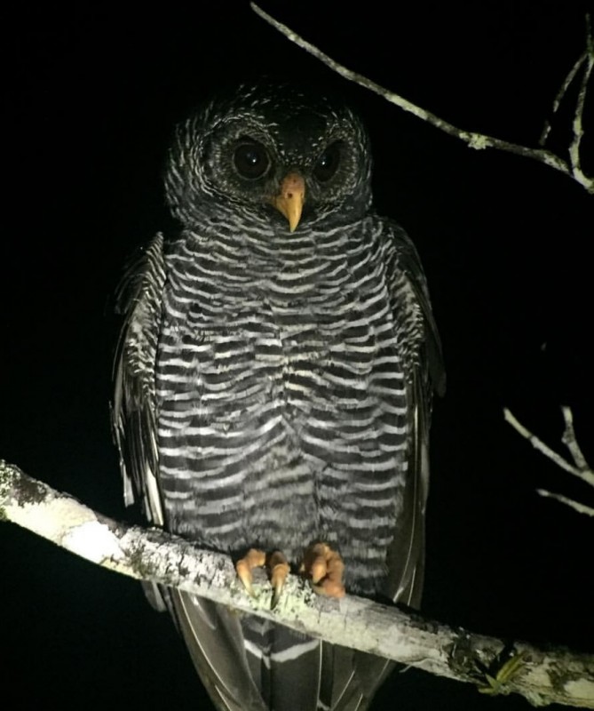 Ciccaba huhula, Black-banded Owl,  door Arjan Dwarshuis