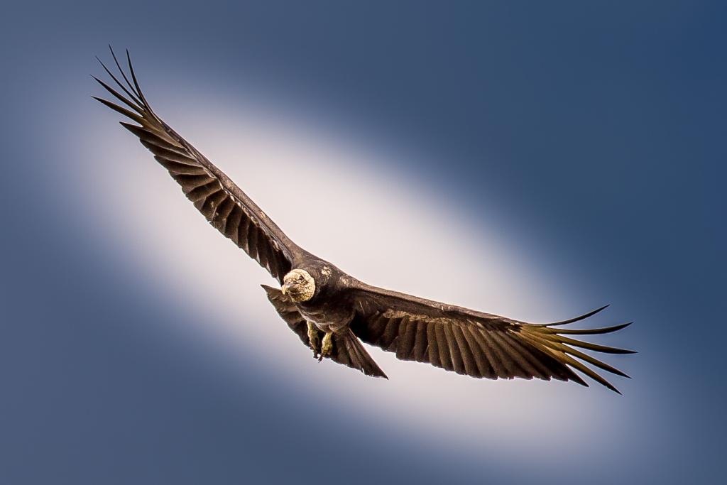 Coragyps atratus, Black Vulture, Blaka-ede tingifowru door Jean-Louis Rousselle