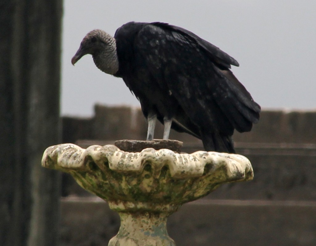 Coragyps atratus, Black Vulture, Blaka-ede tingifowru door Lidwien Peterse