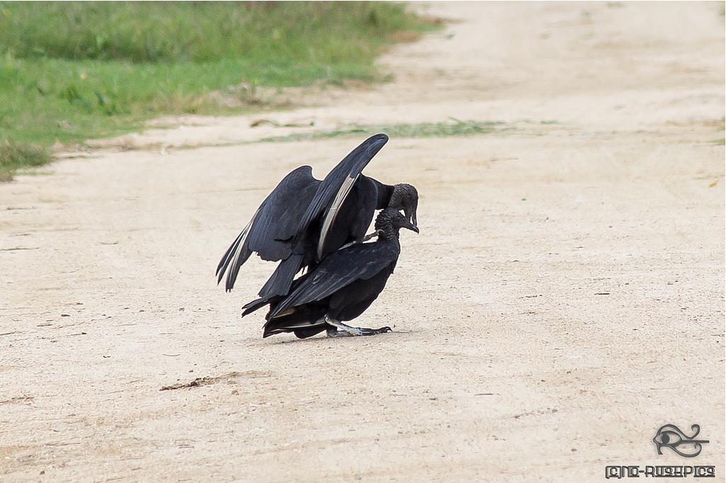 Coragyps atratus, Black Vulture, Blaka-ede tingifowru door Francita Rijhiner