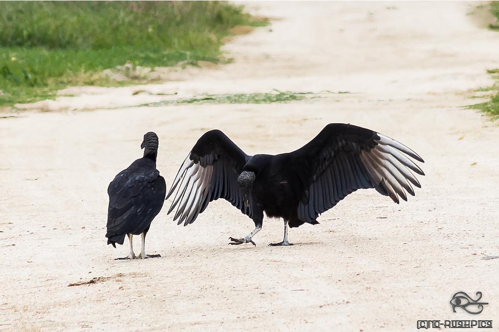 Coragyps atratus, Black Vulture, Blaka-ede tingifowru door Francita Rijhiner
