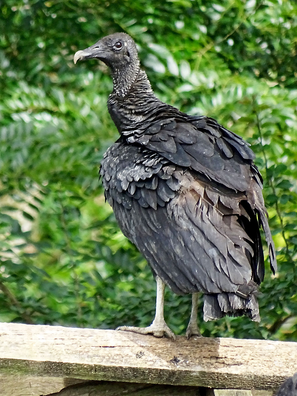 Coragyps atratus, Black Vulture, Blaka-ede tingifowru door Hans Majong