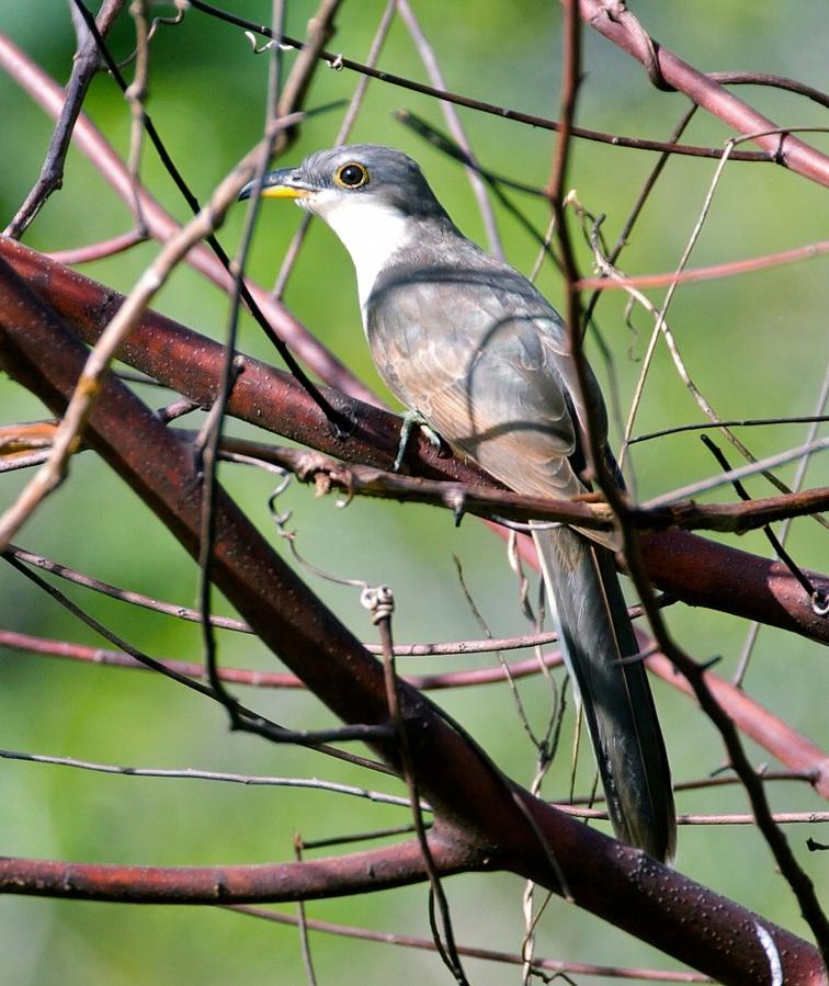 Coccyzus minor, Mangrove Cuckoo,  door Michel Giraud-Audine
