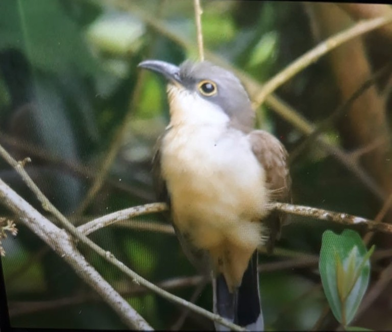 Coccyzus minor, Mangrove Cuckoo,  door Armida Madngisa nature guide