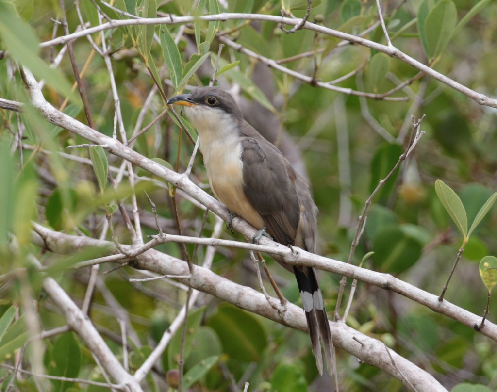 Coccyzus minor, Mangrove Cuckoo,  door Adam Dybich