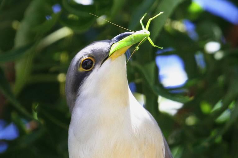 Coccyzus minor, Mangrove Cuckoo,  door Greg Peterson