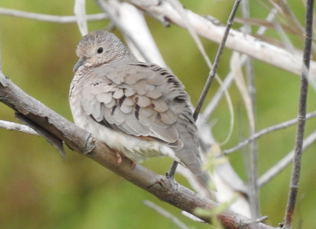 Columbina passerina, Common Ground-Dove, Peni-ati stonka door Dominiek Plouvier